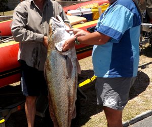 Tamaai Franskraal  Kabeljou